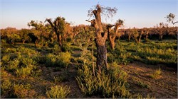 Xylella May Not Be Responsible for Olive Tree Devastation in Puglia, Study Finds